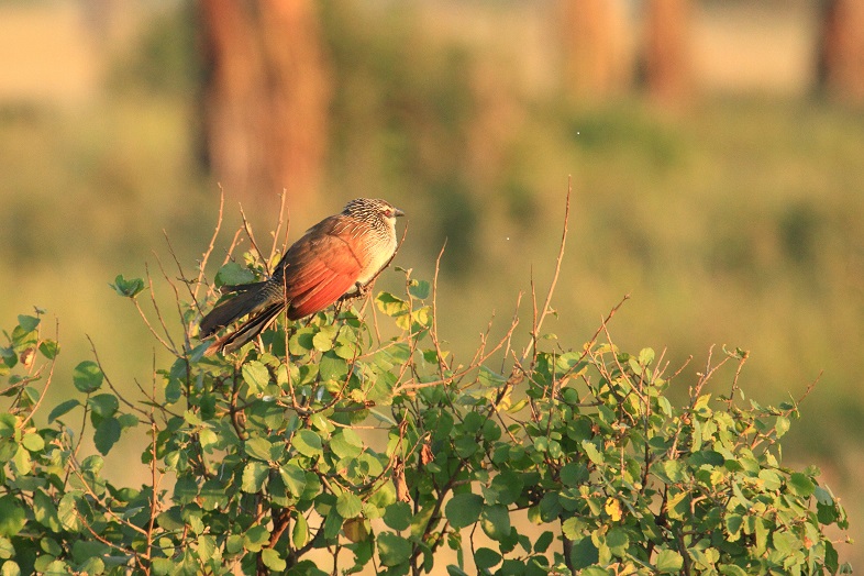 Uccello del Serengeti: Centropus superciliosus (Cuculidae)