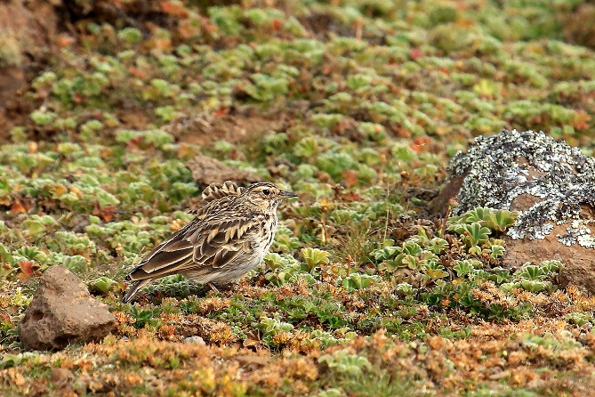 Riconoscimento dal Sanetti Plateau