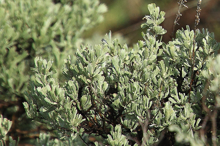 Cespugli aromatici Yellowstone:  Artemisia tridentata