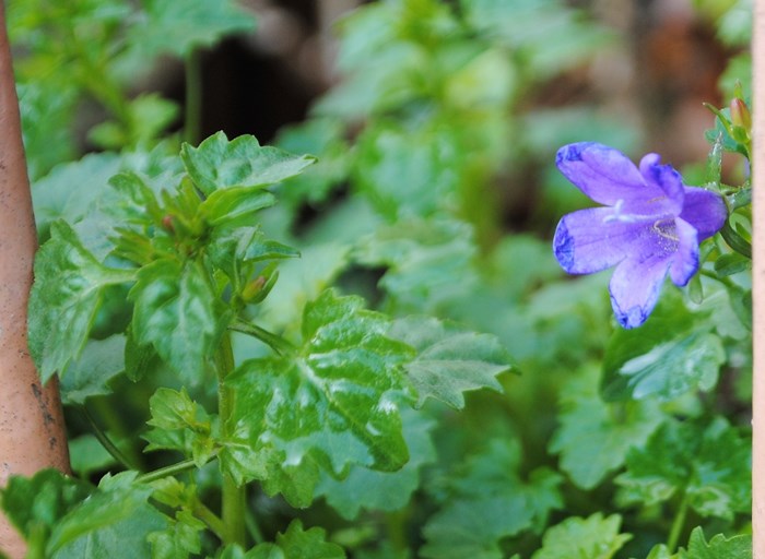 Campanula londinese