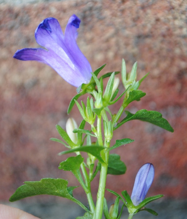 Campanula londinese