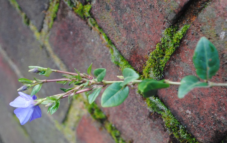 Vinca londinese