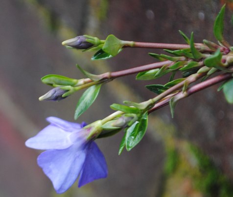 Vinca londinese