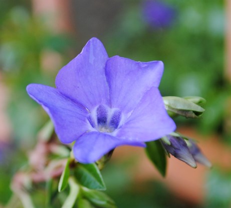 Vinca londinese