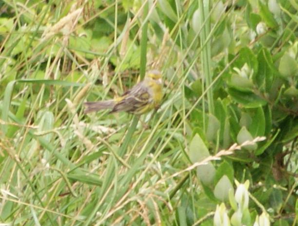 Uccelli dalle Azzorre