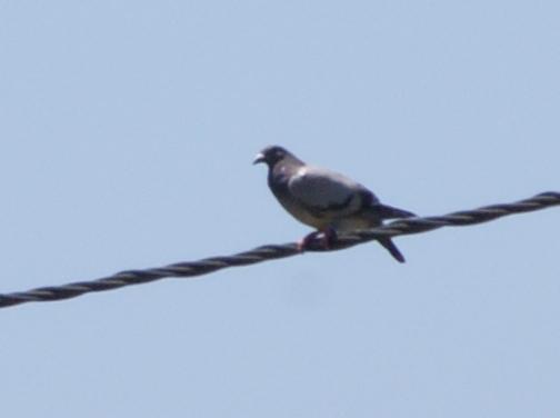 Uccelli dalle Azzorre