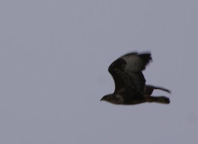 Uccelli dalle Azzorre