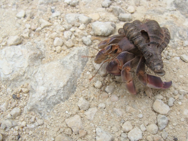 paguro di okinawa