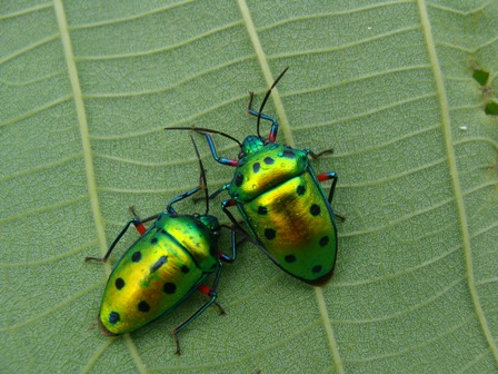 pentatomidi di okinawa