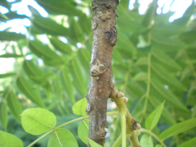 Juglans nigra L..