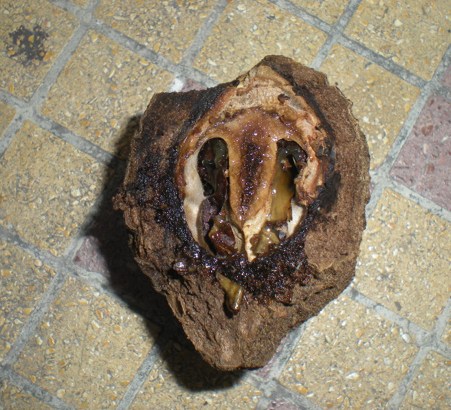 Juglans nigra L..