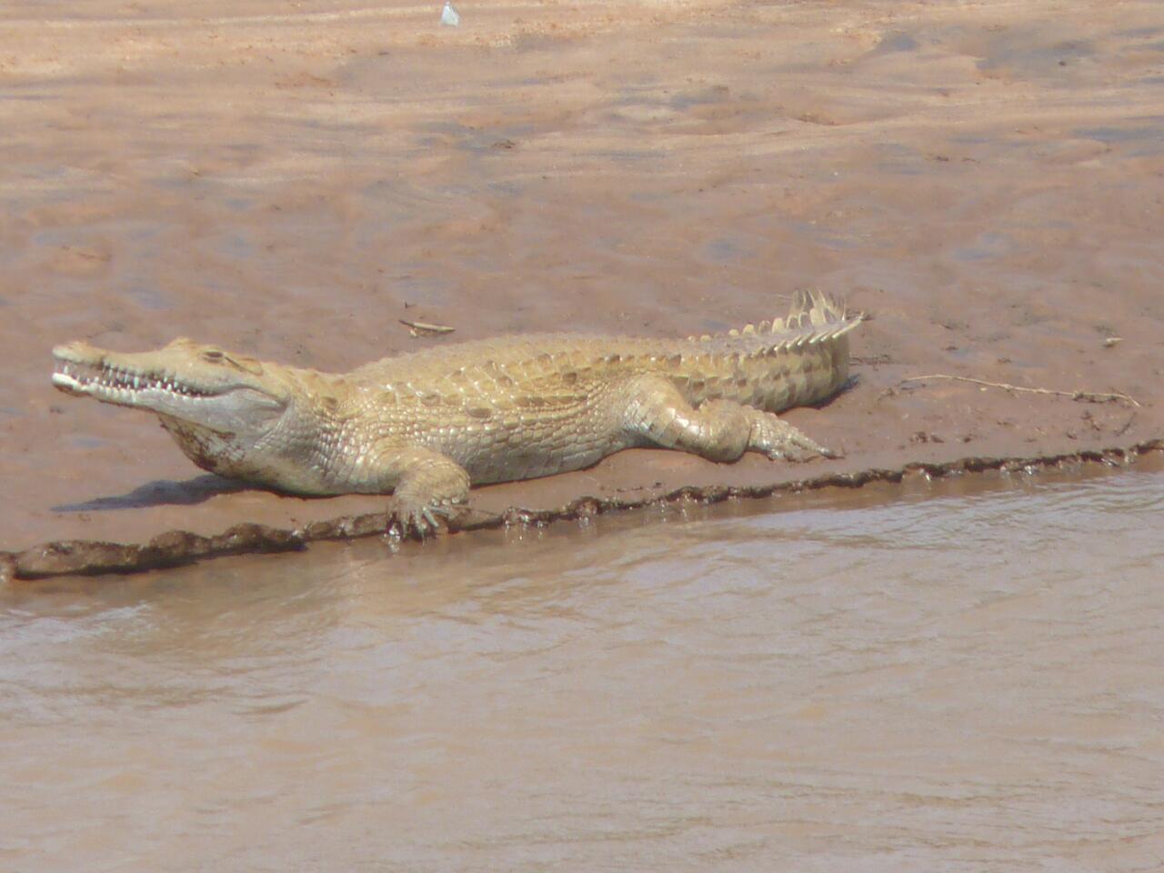 Identificazione alligatore.  No, coccodrillo.