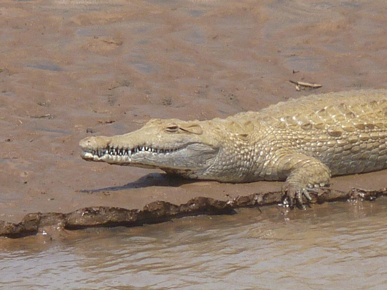 Identificazione alligatore.  No, coccodrillo.