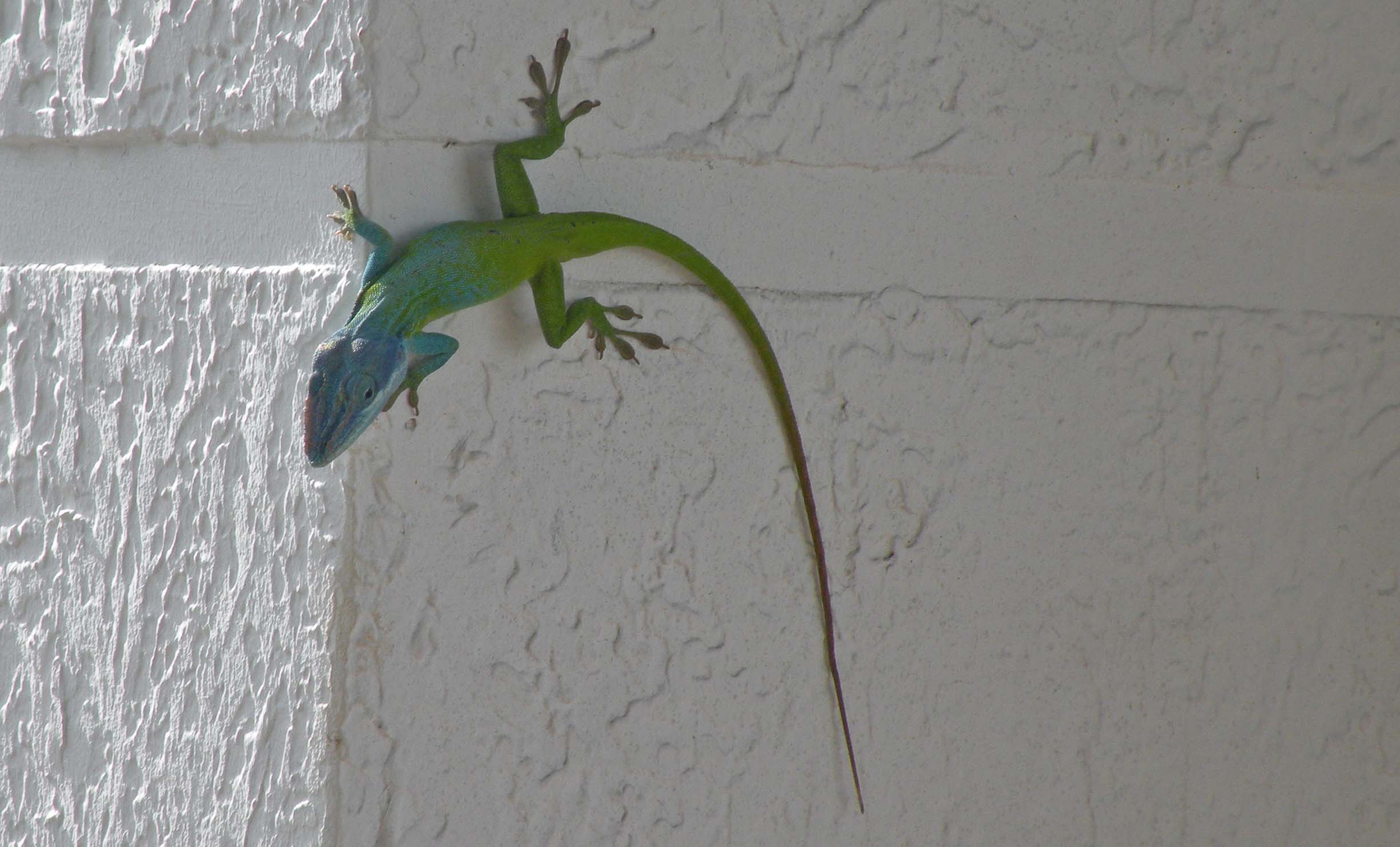 Rettili cubani: Anolis allisoni