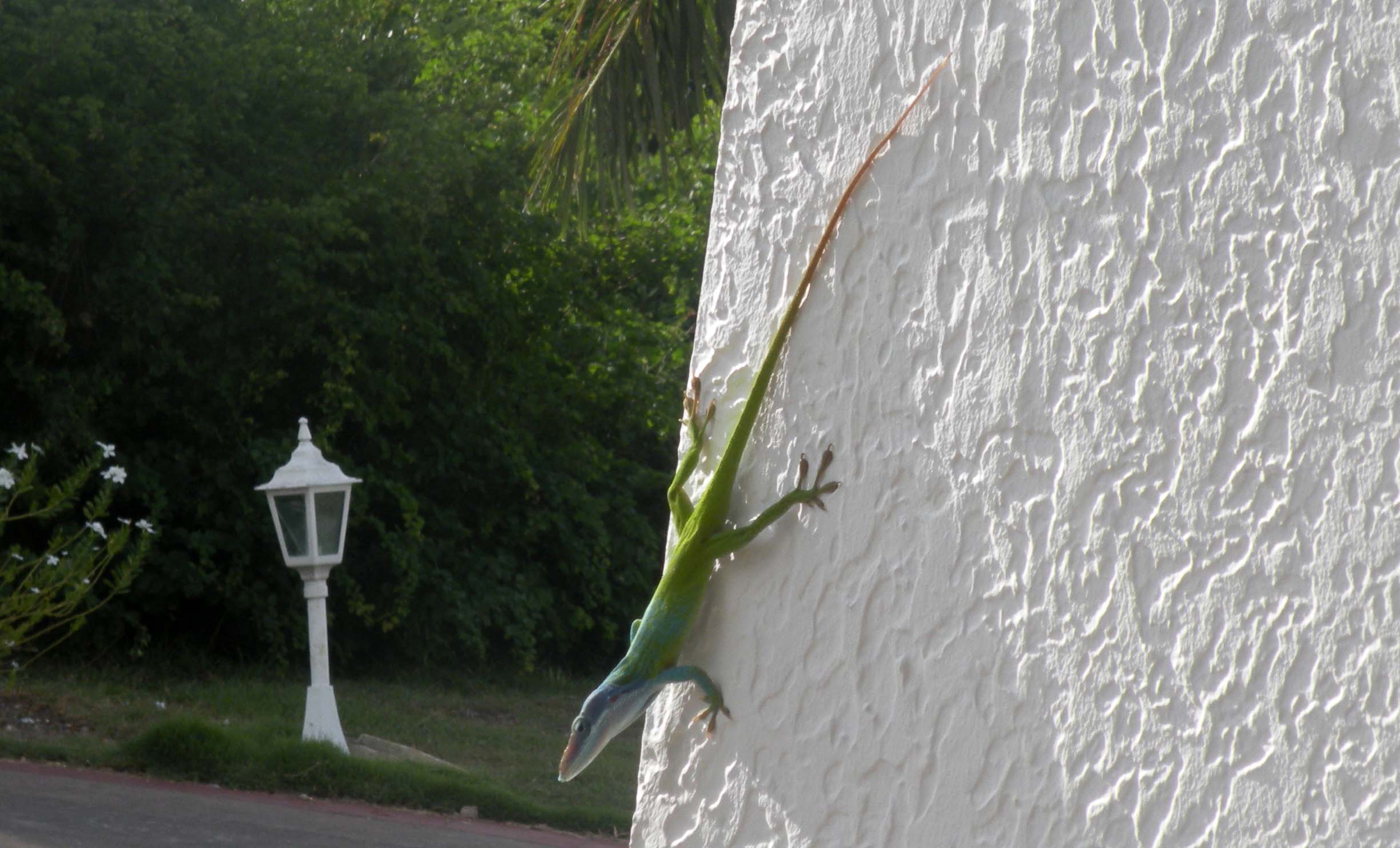 Rettili cubani: Anolis allisoni