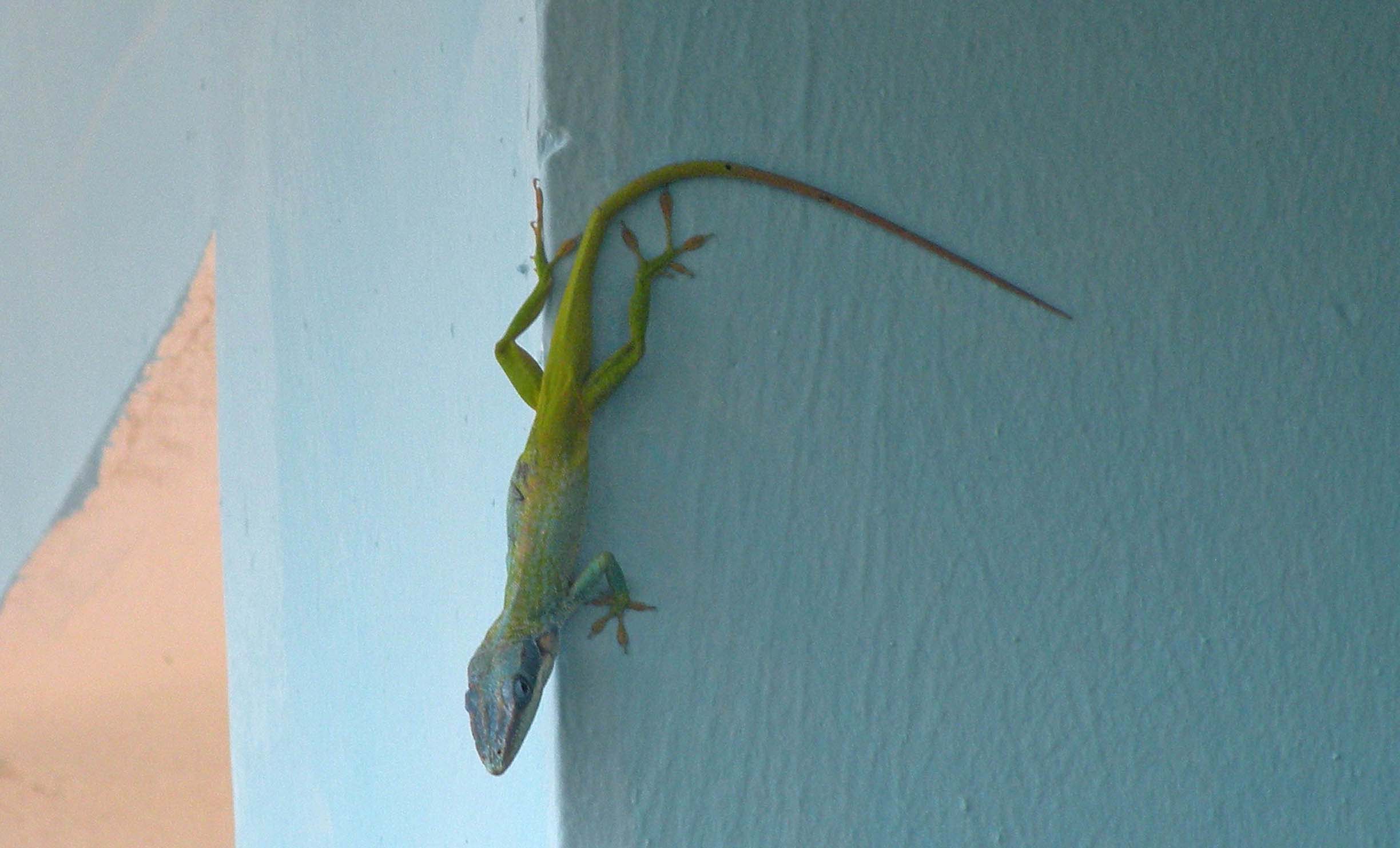 Rettili cubani: Anolis allisoni