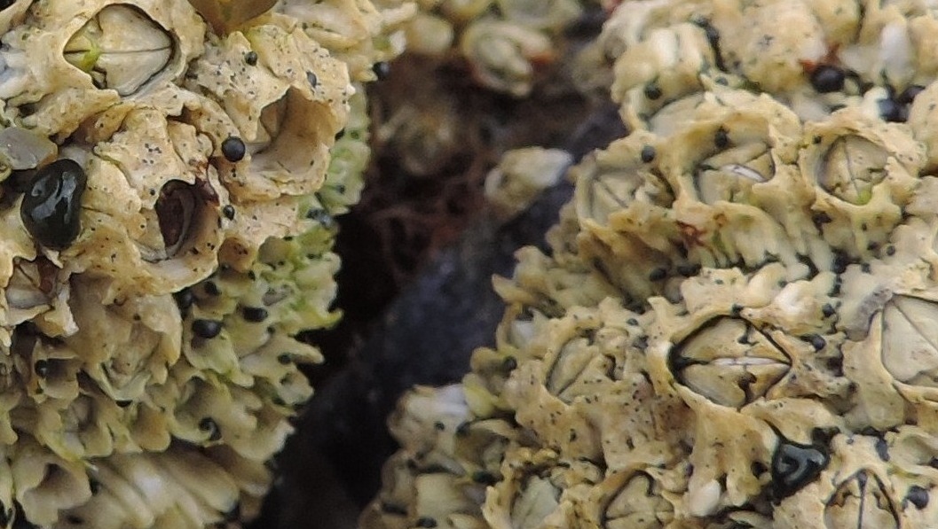 cirripedi bretoni da identificare