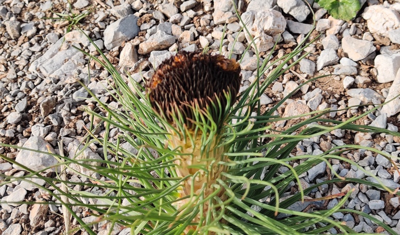 Asphodeline lutea: deformazione