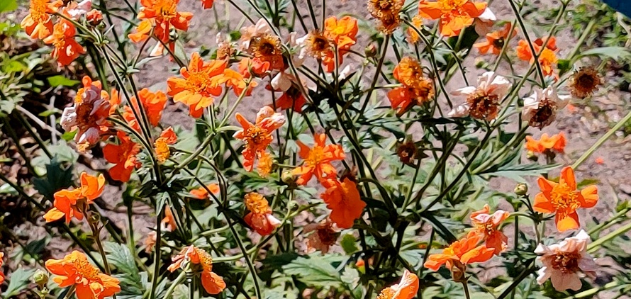 Geum coccineum cv ''Borisii''. (Belgio)