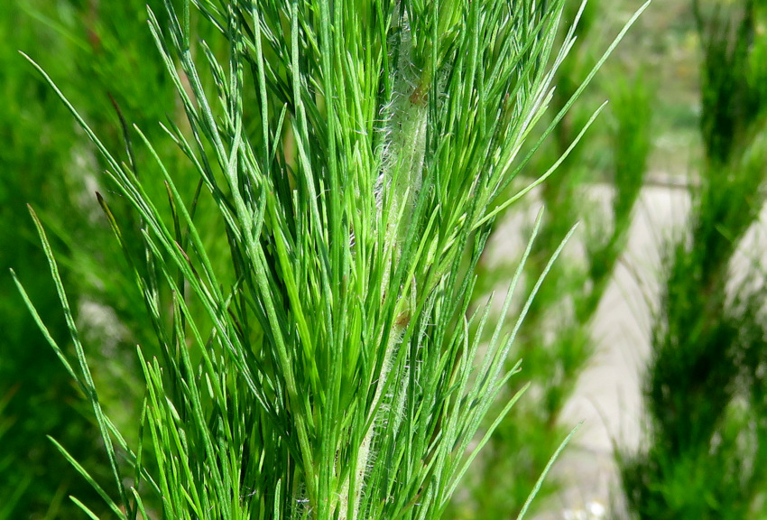 a Kelheim sul Danubio: Adenanthos sericeus (Proteaceae)