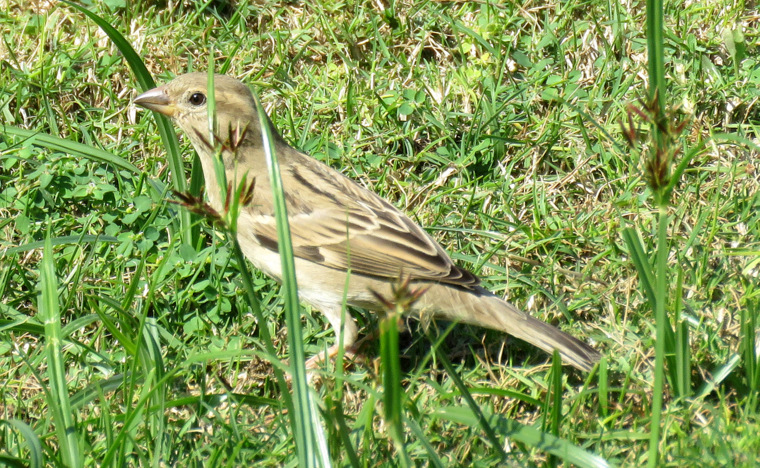 Uccello dall'' Egitto:  Passer domesticus, femmina