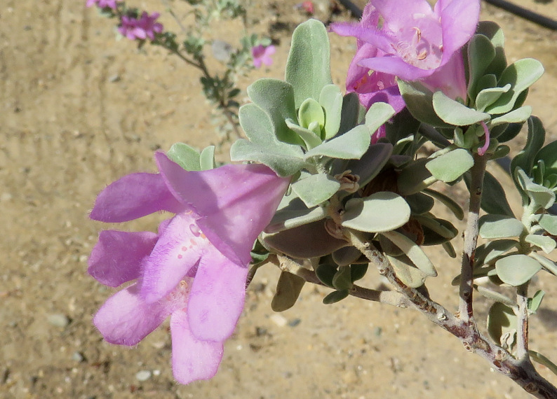 Da Marsa Alam (Egitto): Leucophyllum frutescens (Scrophul.)