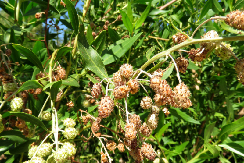 Da Marsa Alam: Conocarpus lancifolius (Combretaceae)