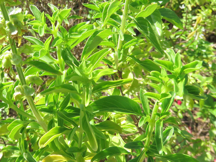 Dai Marsa Alam(Egitto): cv o  ibrido di Ocim sp. (Lamiaceae)