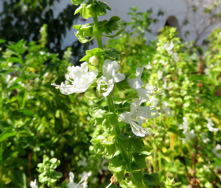 Dai Marsa Alam(Egitto): cv o  ibrido di Ocim sp. (Lamiaceae)