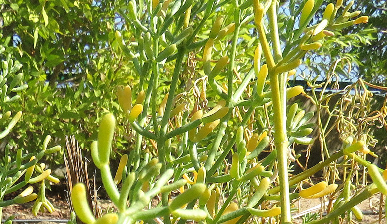 Da Marsa Alam(Egitto): Amaranthaceae? No, Zygophyllaceae: Tetraena alba