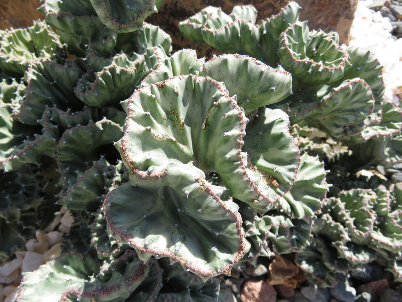 Da Marsa Alam (Egitto): Euphorbia lactea f. cristata