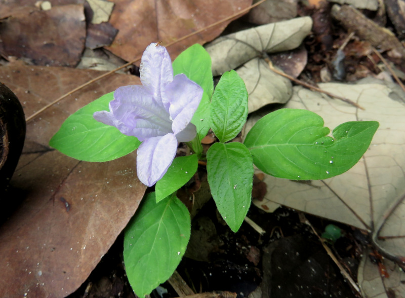 Dalle Maldive: Ruellia cfr. prostrata (Acanthaceae)