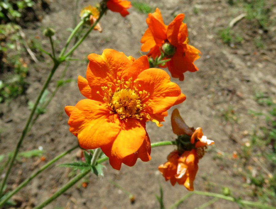 Geum coccineum cv ''Borisii''. (Belgio)