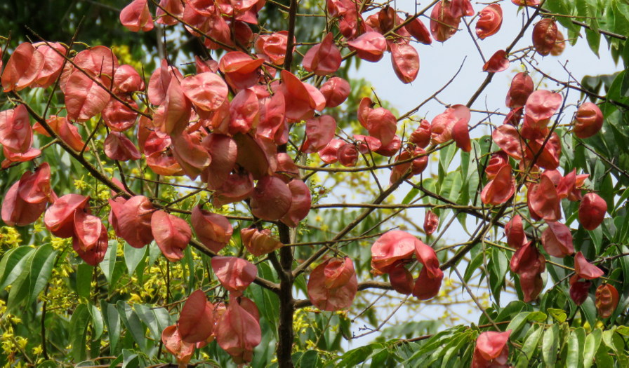 Albero de Guatemala