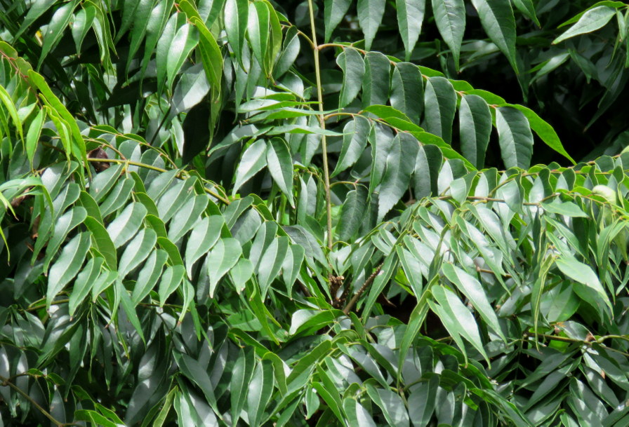 Albero de Guatemala