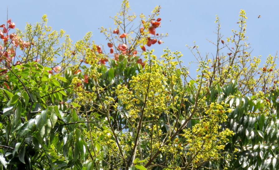 Albero de Guatemala