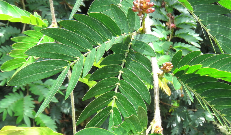Calliandra haematocephala (Guatemala1)