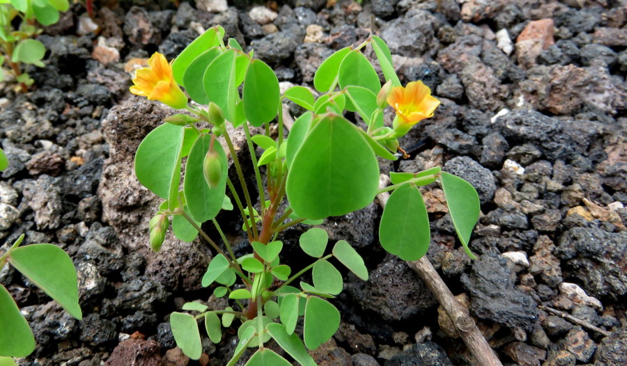 Oxalis da Galapagos: Oxalis dombeyi