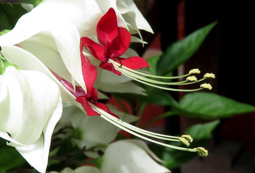 Clerodendron thomsoniae (Guatemala 4)