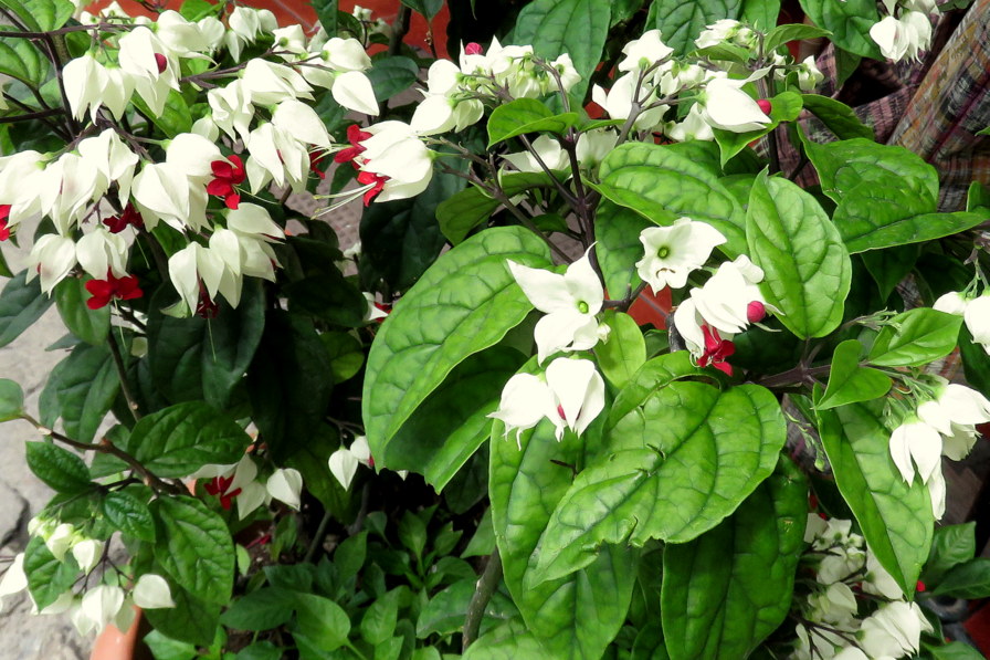 Clerodendron thomsoniae (Guatemala 4)