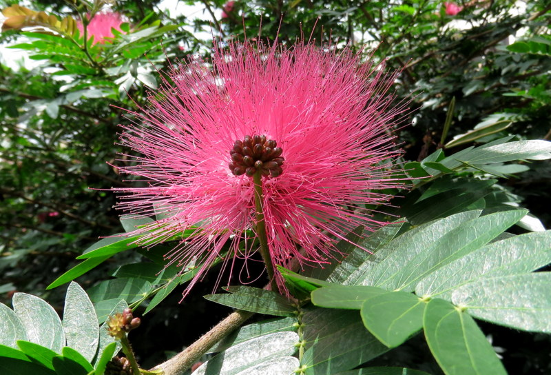 Calliandra haematocephala (Guatemala1)