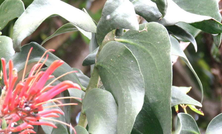 Psittacanthus rhynchatus (Guatemala 5)