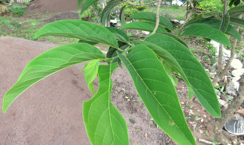 Fruto da Galapagos en un giardino:  Annona squamosa