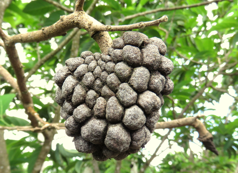 Fruto da Galapagos en un giardino:  Annona squamosa