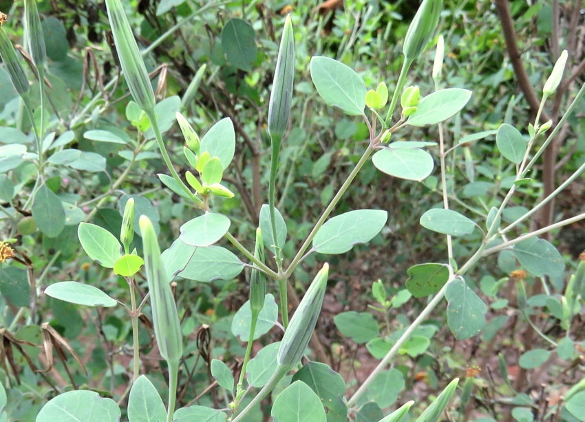 Dalle Galapagos: Porophyllum ruderale (Asteraceae)