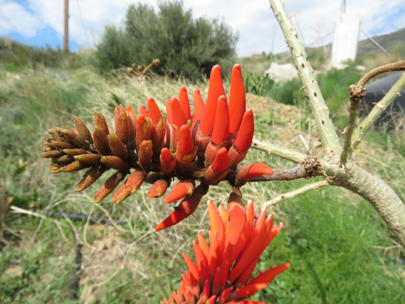 Fabaceae:Erythrina caffra o lysistemon? Erythrina lysistemon