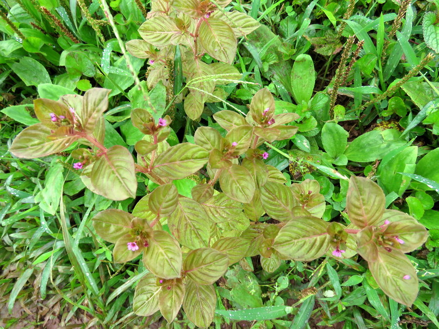 Pianta delle Galapagos:  Cuphea carthagenensis (Lythraceae)