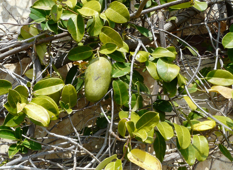 Araujia sericifolia