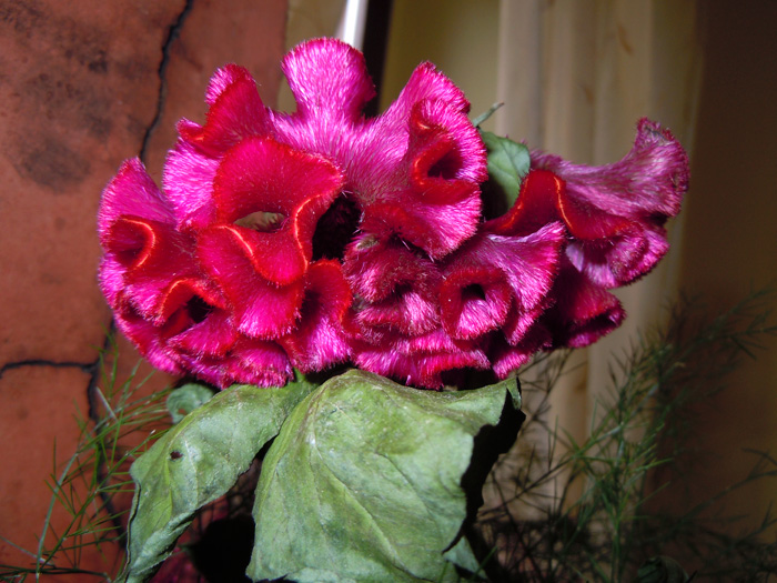 fiore peloso da identificare...- Celosia argentea