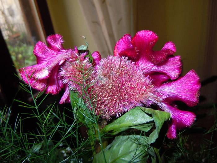 fiore peloso da identificare...- Celosia argentea